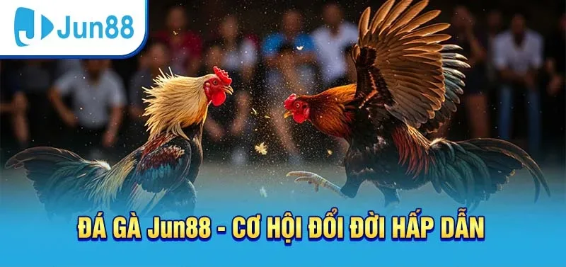 Đá gà Jun88 - Sảnh giải trí cực thú vị