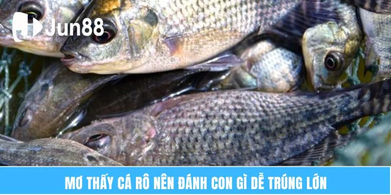 Mơ thấy cá rô nên đánh con gì dễ trúng lớn