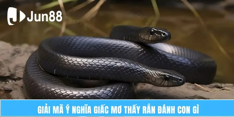 Giấc Mơ Thấy Rắn Đánh Con Gì – Phân Tích Chi Tiết 2025 6 Giải mã ý nghĩa giấc mơ thấy rắn đánh con gì
